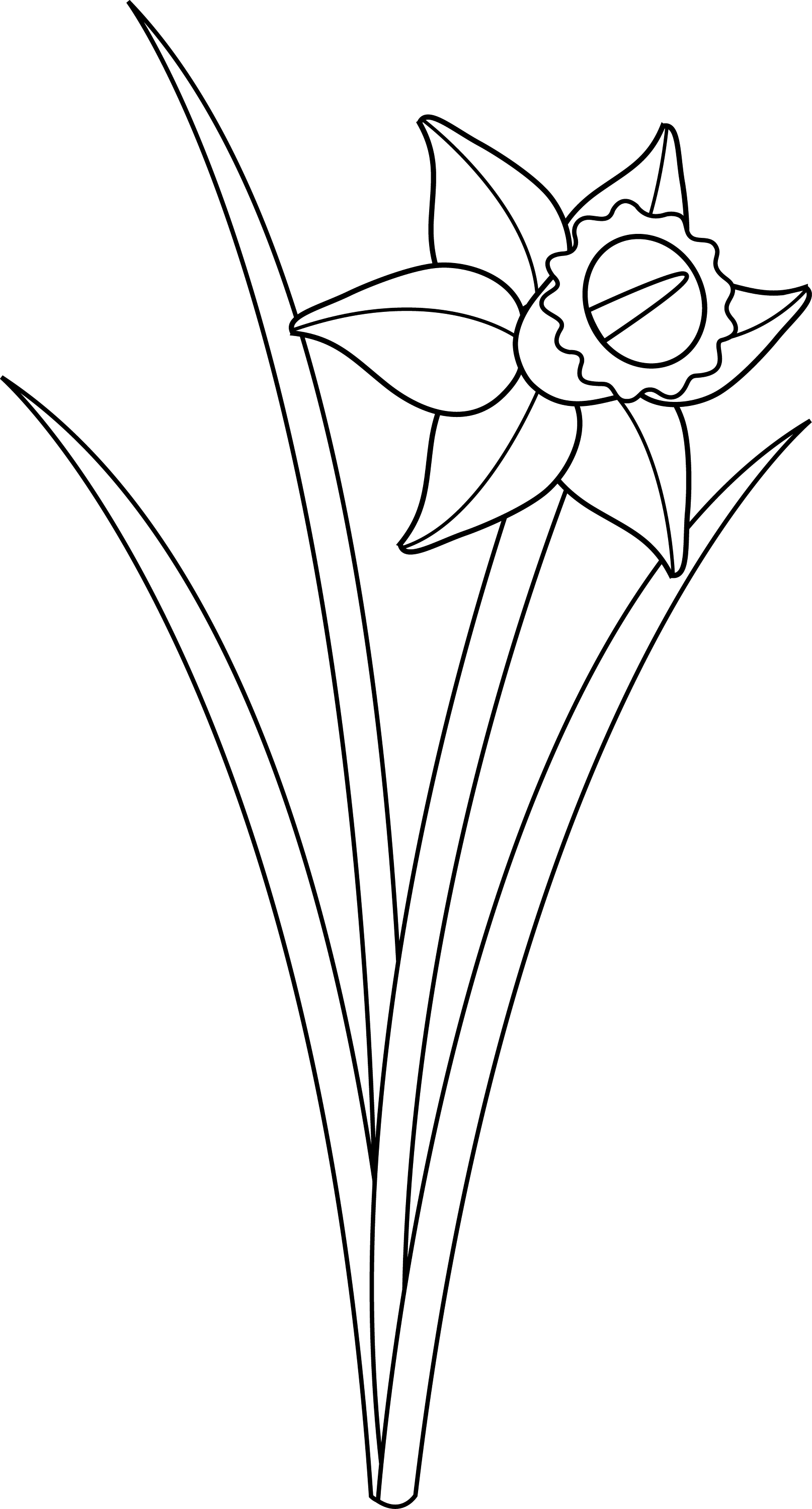 Daffodil Flower Line Art - Free Clip Art