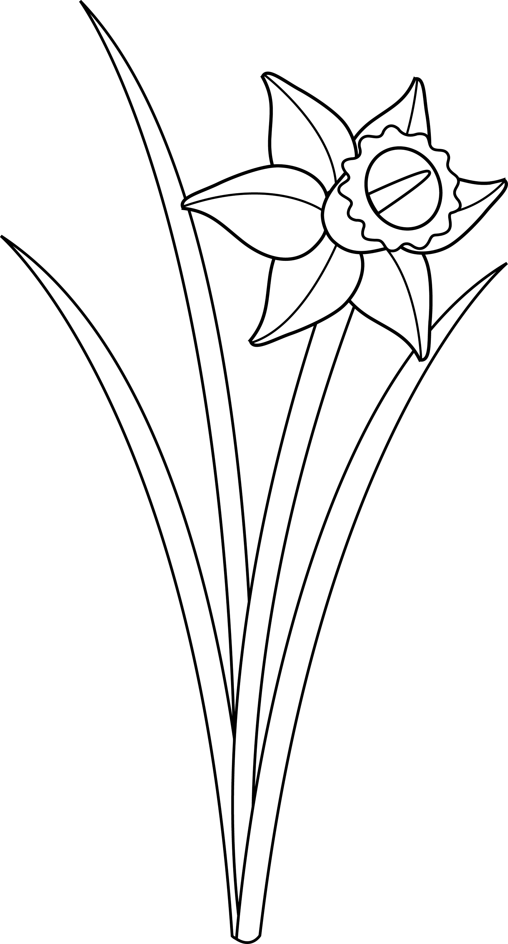 Daffodil Flower Line Art Free Clip Art