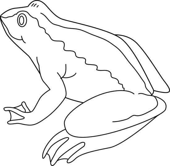 free black and white clipart frog - photo #27