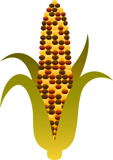 free clipart ear of corn - photo #46