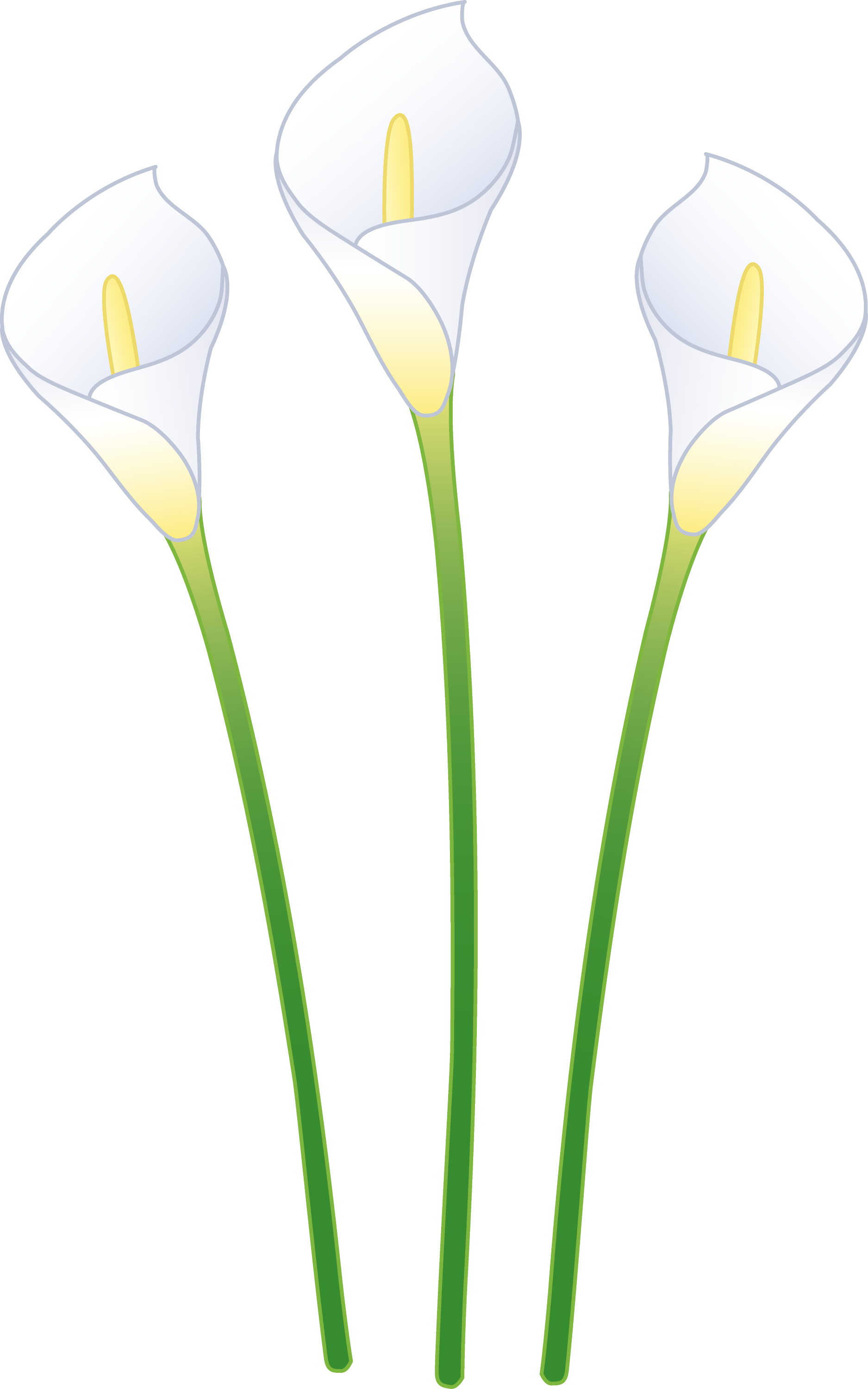 Three White Calla Lilies - Free Clip Art
