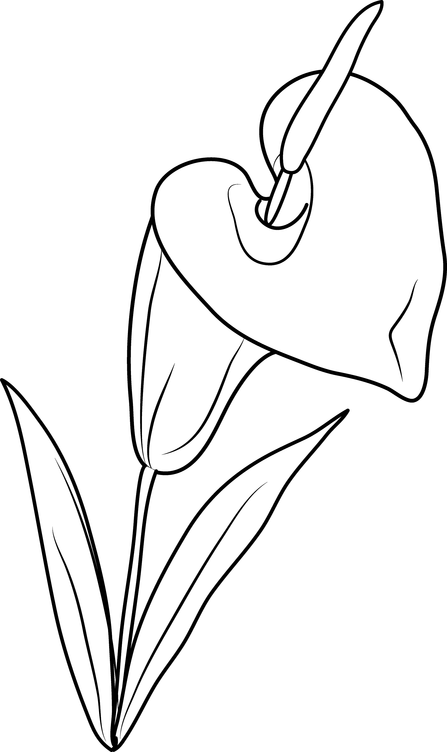 Lily Flower Coloring Page Free Clip Art