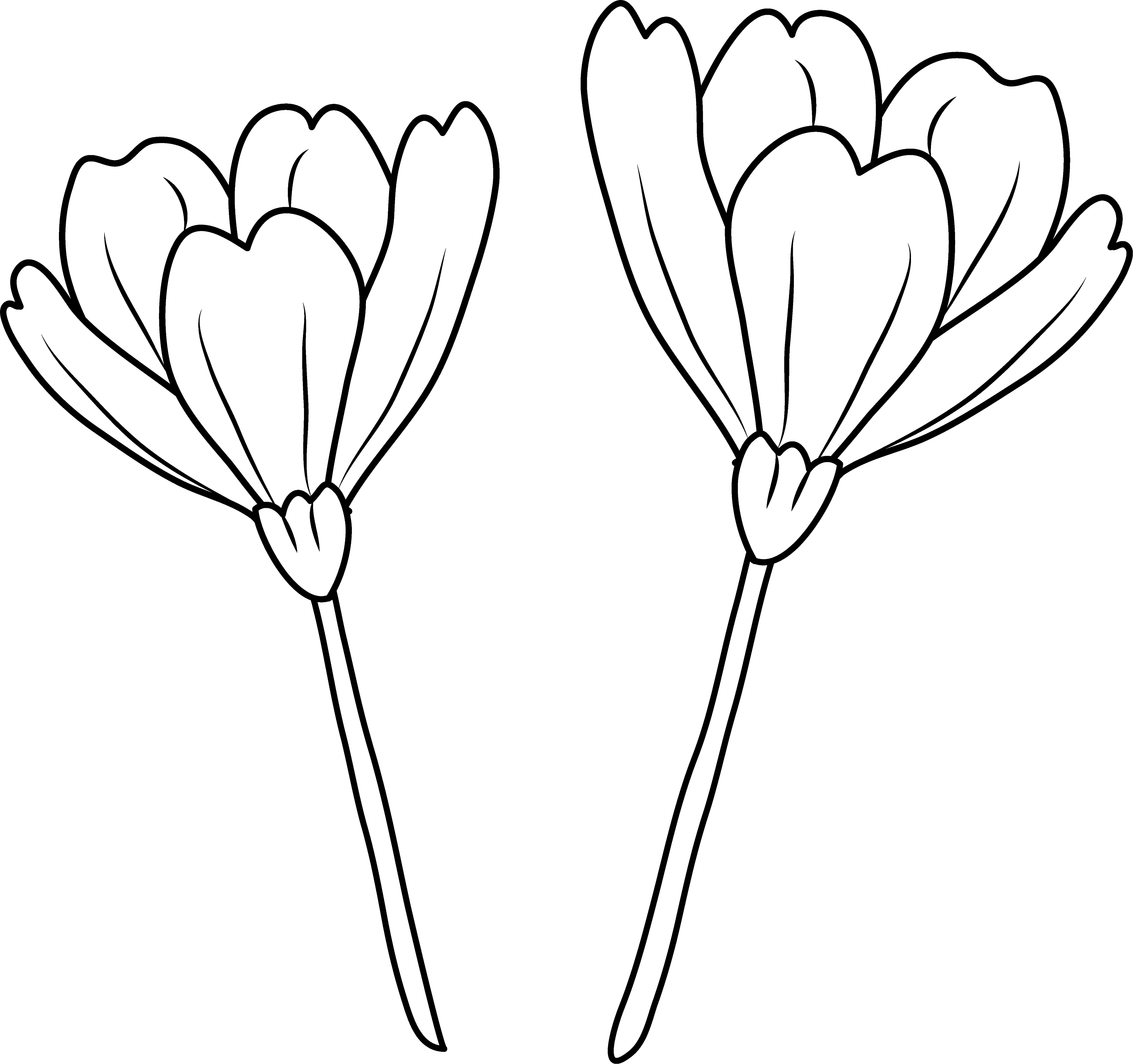clipart flower coloring page - photo #5