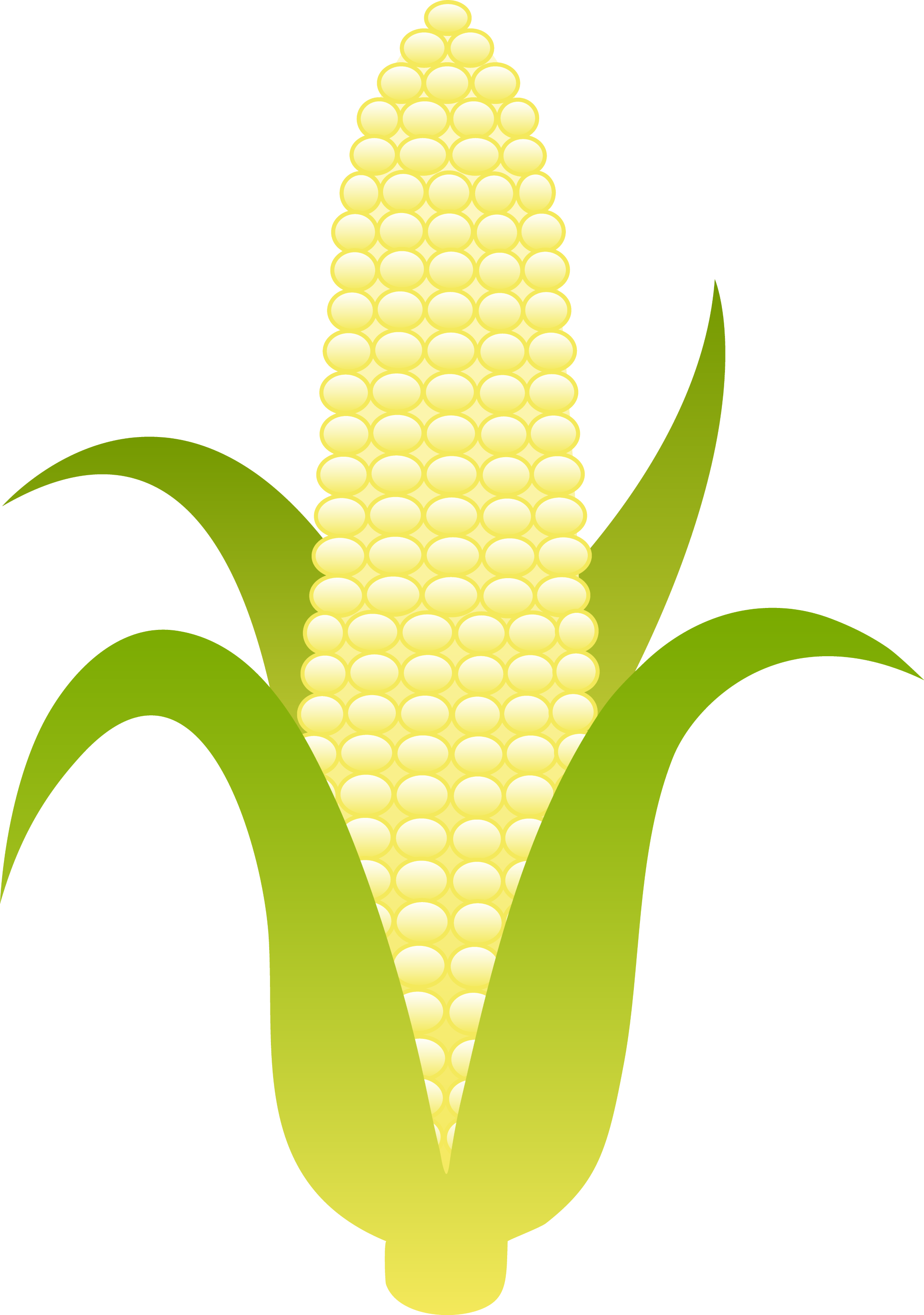 free clipart ear of corn - photo #6
