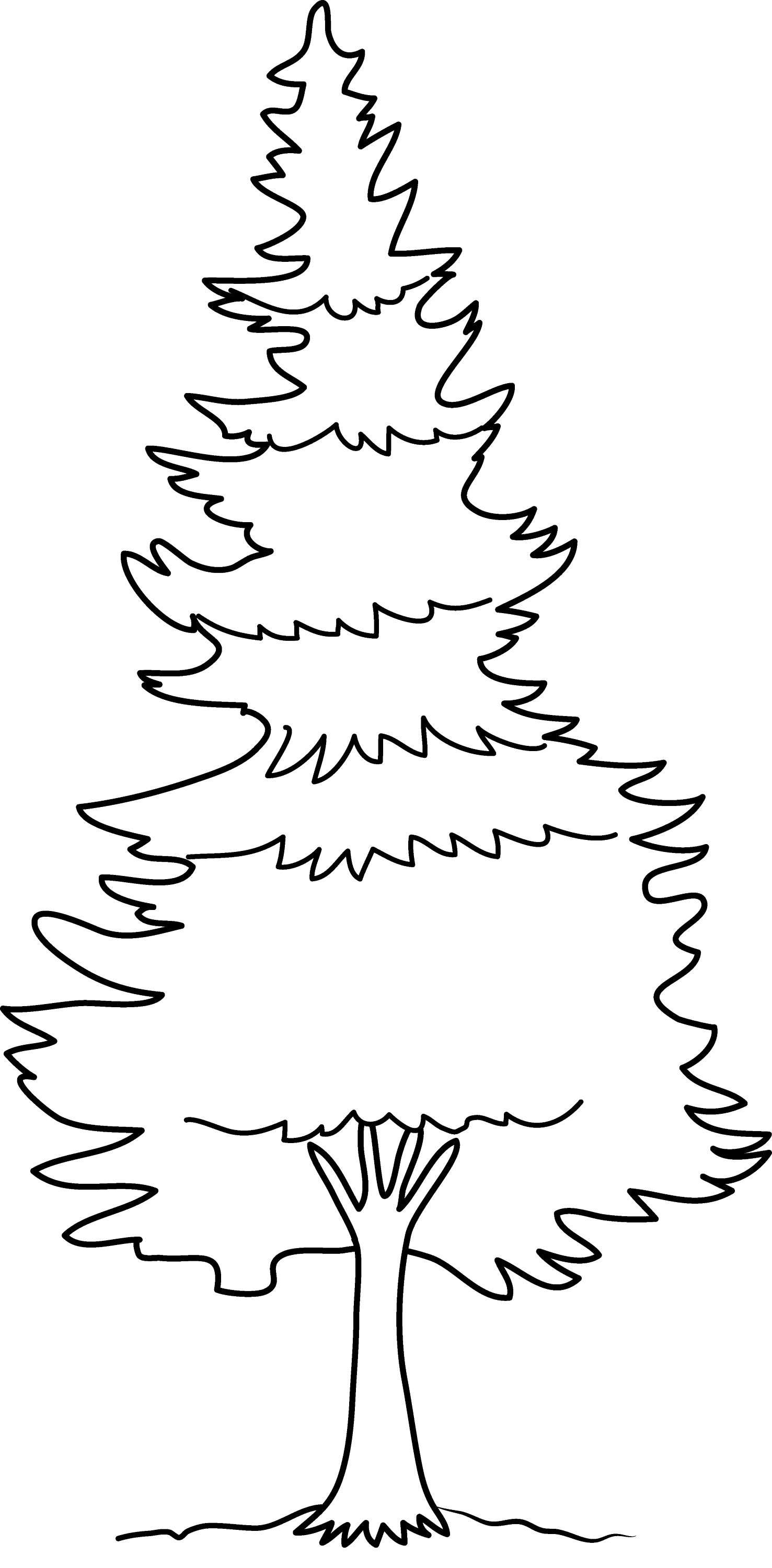 Pine Tree Coloring Page - Free Clip Art
