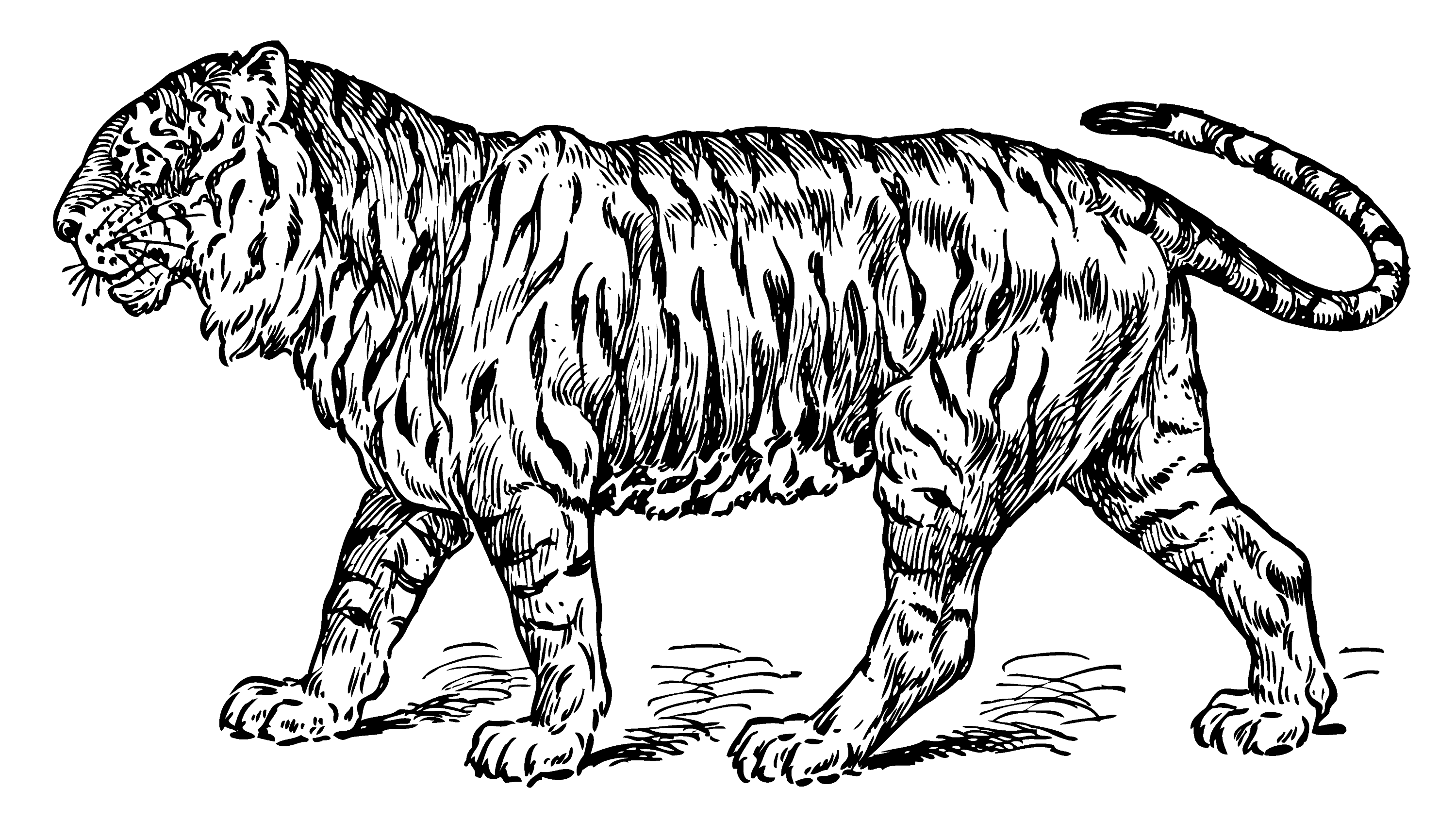 Vintage Tiger Coloring Page - Free Clip Art