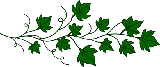 Vine of Ivy Leaves - Free Clip Art
