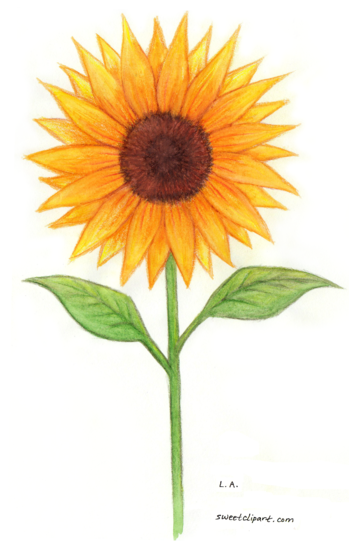 Sunflower Hand-Drawn Clip Art - Free Clip Art