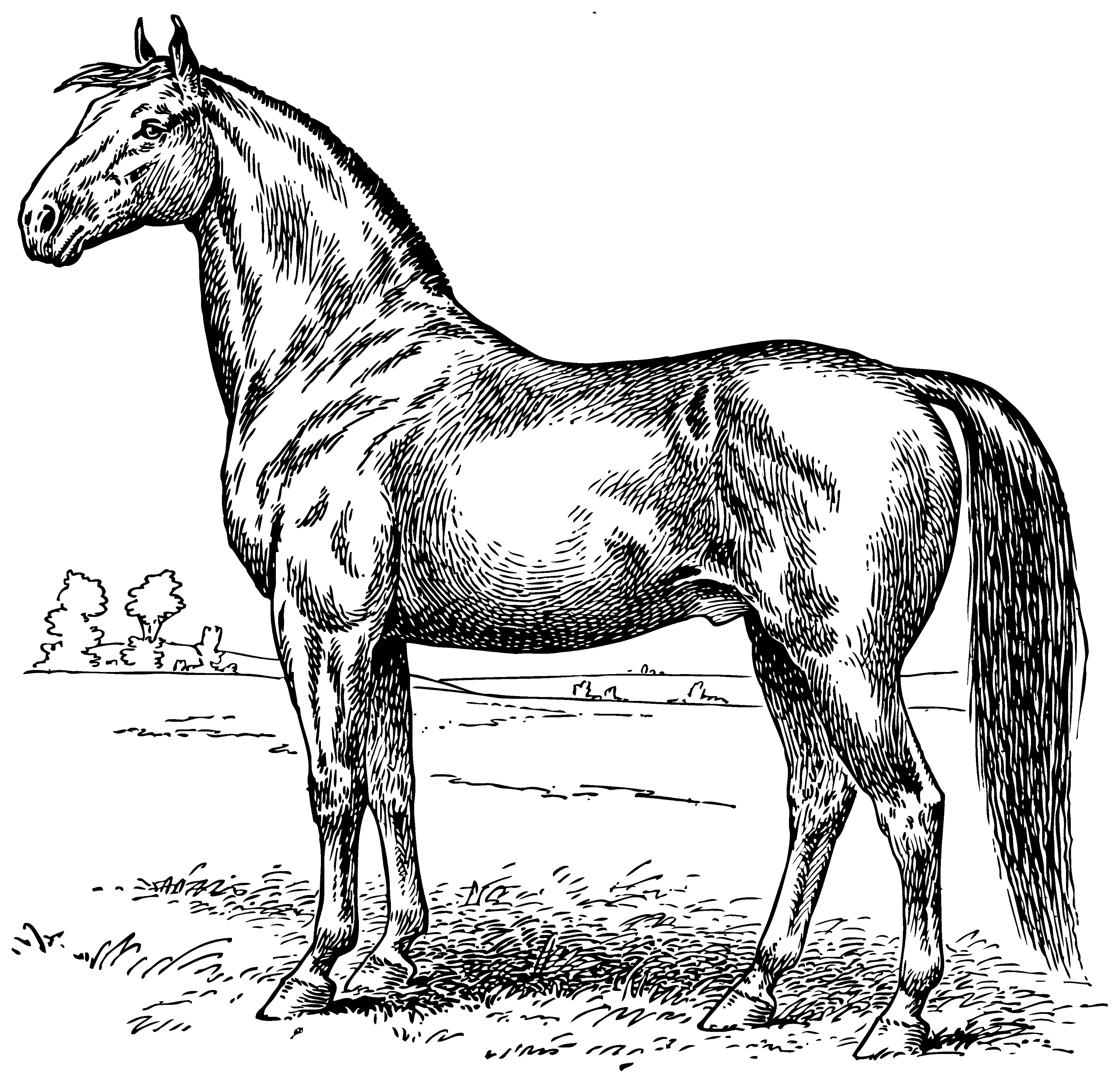 Download Vintage Horse Coloring Page - Free Clip Art